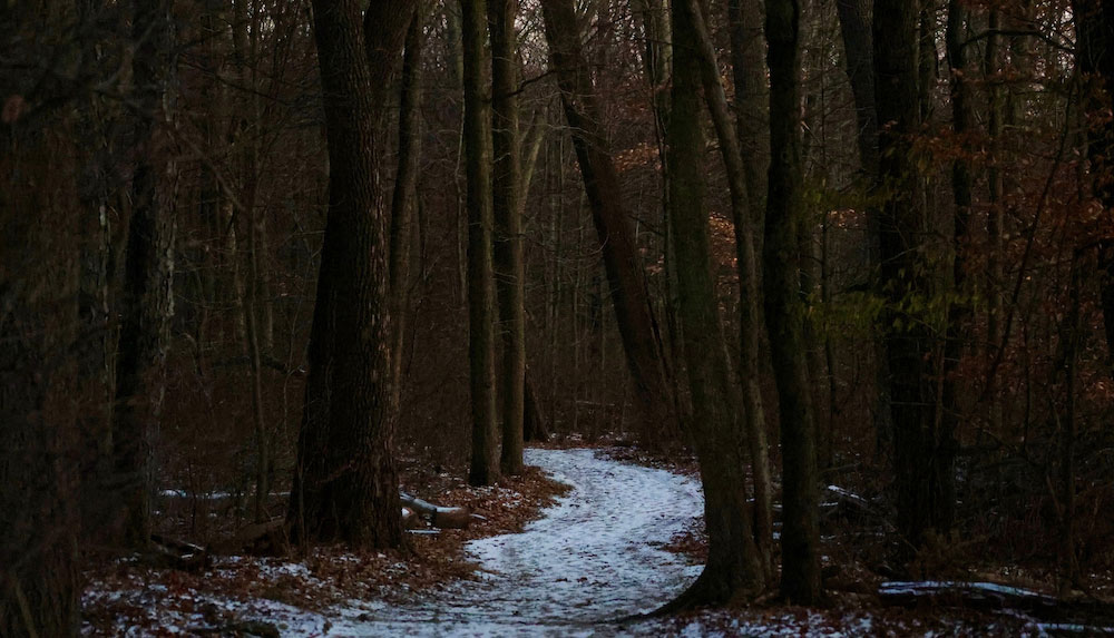 A snowy path winds through a dark forest with few leaves