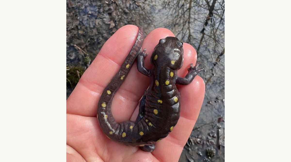 spotted salamander sitting in a hand raised over a vernal pool