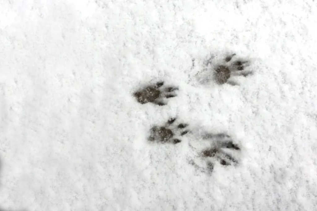 front and back tracks from a gray squirrel are visible in snow