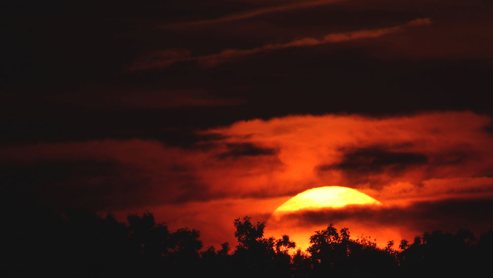 A yellow sun sets behind black silhouettes of trees in an orange and black sky