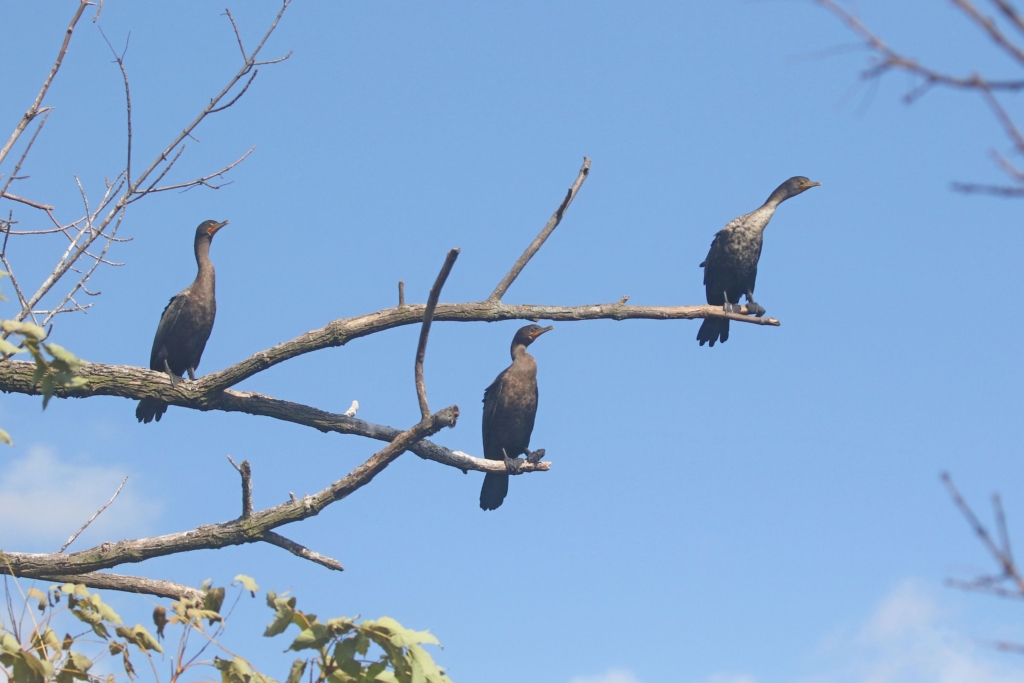 three double-crested cormorants sitting on a tree with no leaves