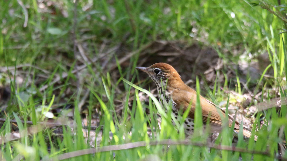 A small brown bird with a speckled chest stands among green grasses