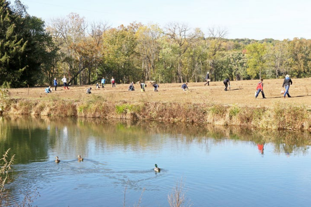Dozens of volunteers plant tree nuts to reforest Valley View Area while ducks swim along the Cuyahoga River in the foreground.