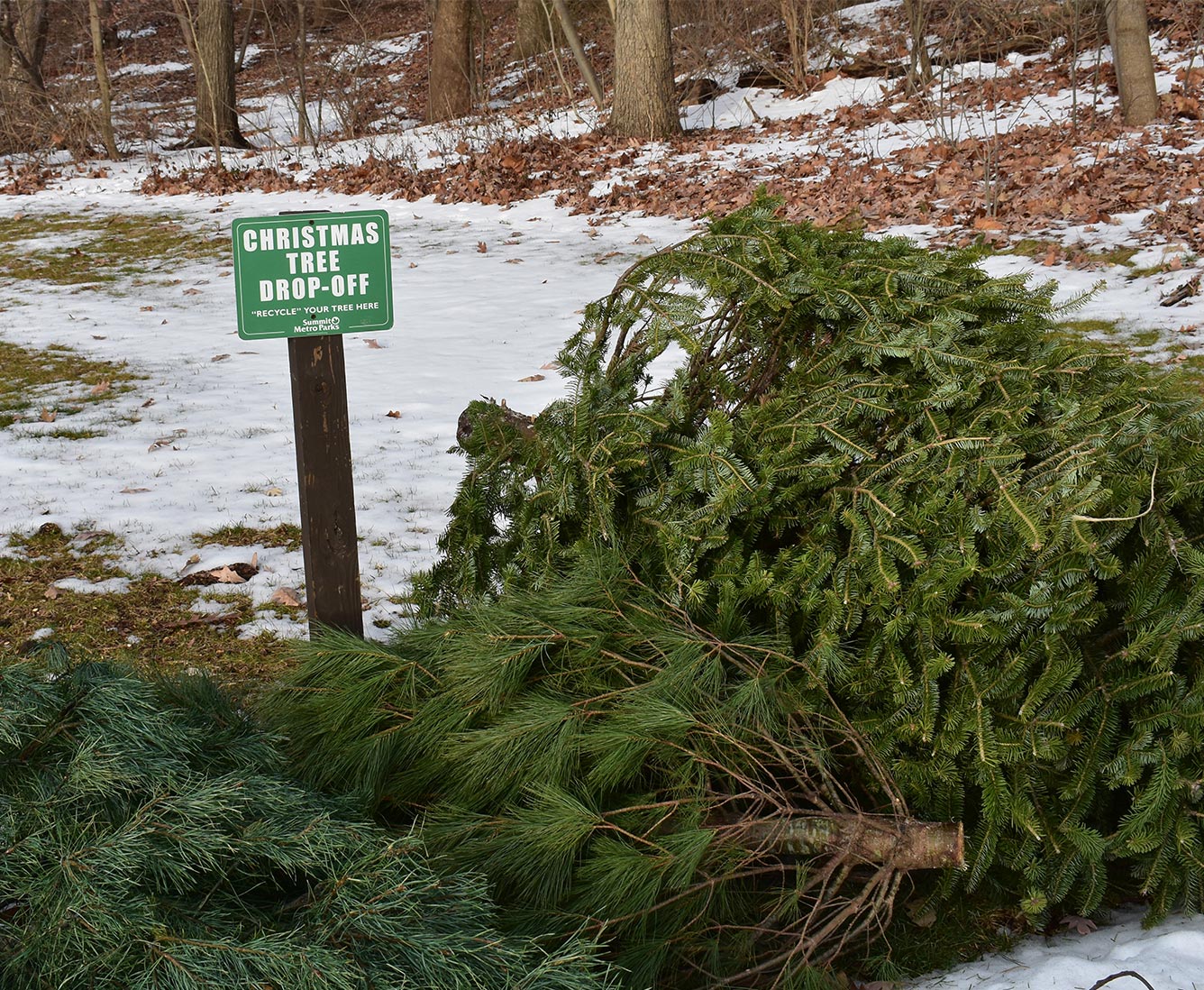 Christmas pine trees lay in front of a sign reading, "Christmas Tree Drop-Off."