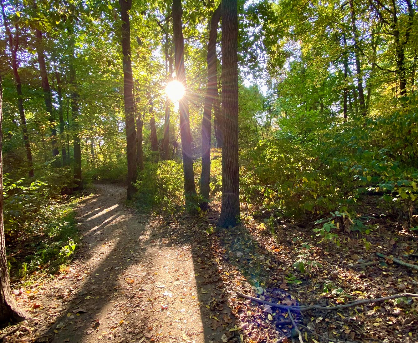 Sun peers through a wooded area