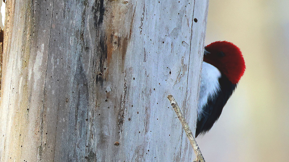 Red-headed woodpecker clinging to the side of a tree trunk